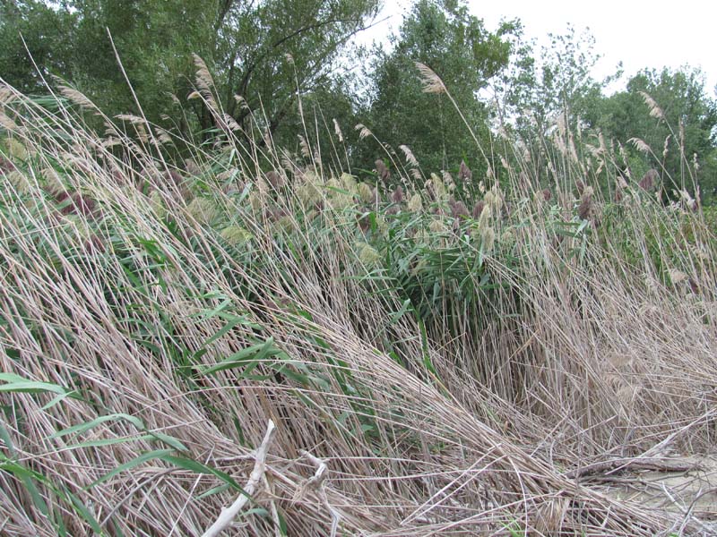 Common Reed Marsh